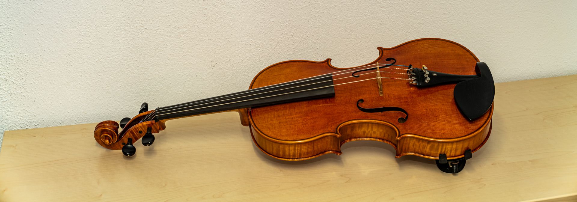 Viola